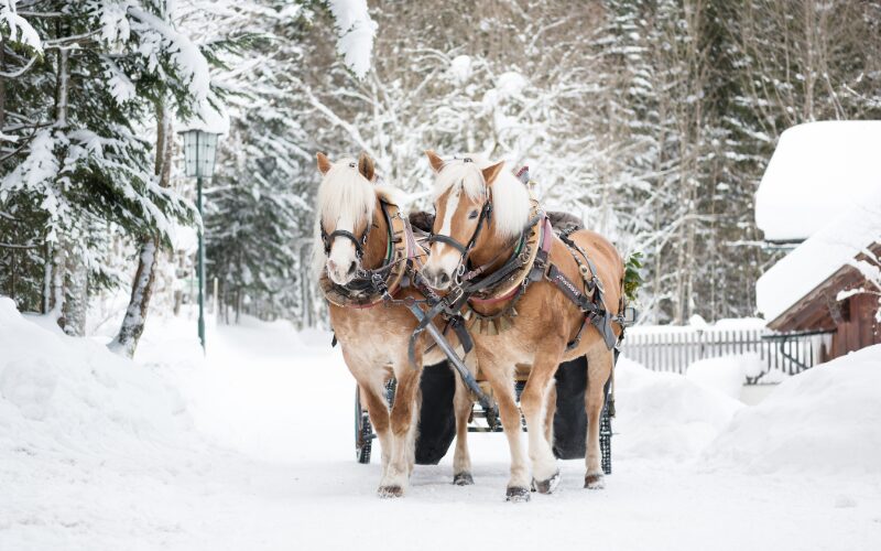 Tag på en romantisk hesteslædetur i Westendorf