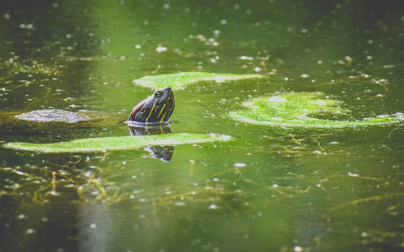 Se de små søde skildpadder i Turtle Lake