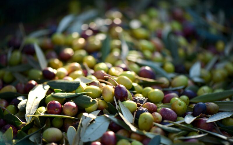 Smag på den lokalproducerede olivenolie