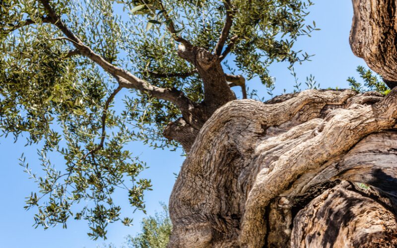 På Kreta kan du opleve verdens ældste oliventræ