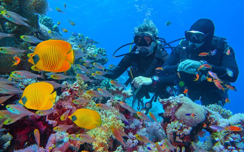Oplev havets mange fisk og koraller