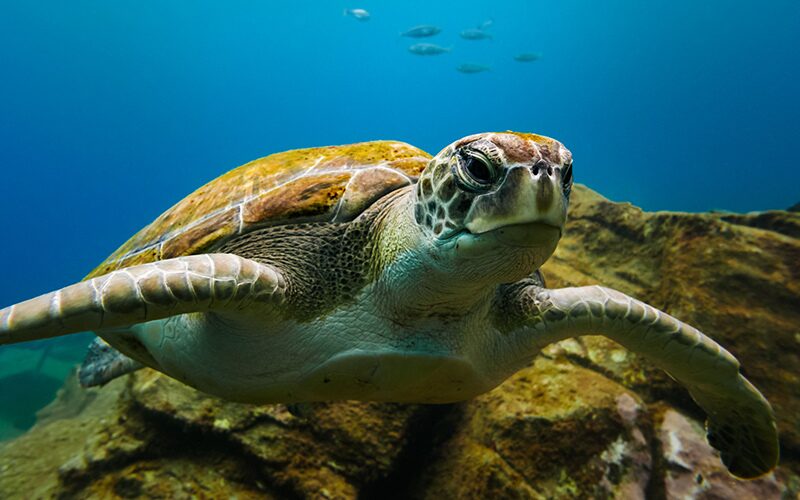 Dyk med de smukke skidpadder på Zakynthos