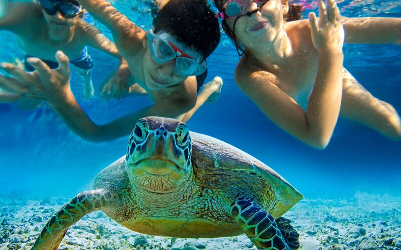Svøm med Caretta-Caretta skildpadden
