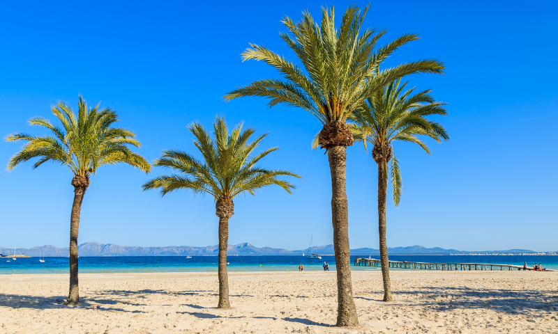 Alcudia